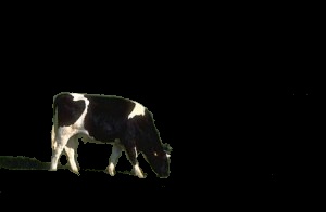 Cow Output