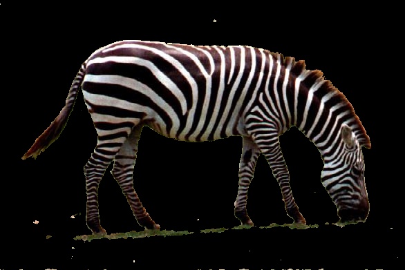 Zebra Output