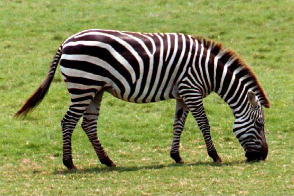 Zebra Input